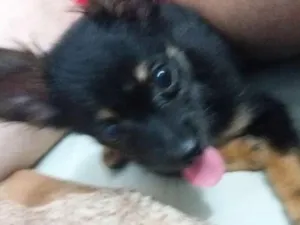 Cachorro raça Pincher 1 idade 7 a 11 meses nome Princesa