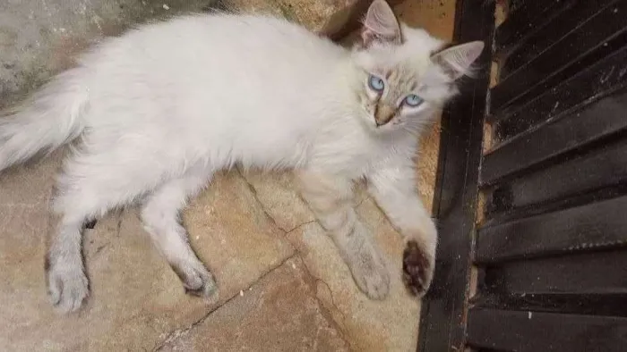 Gato ra a Srd idade 2 a 6 meses nome Não tem nome