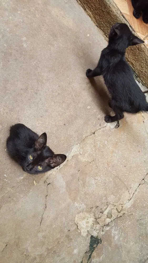 Gato ra a Srd idade 2 a 6 meses nome Não tem nome