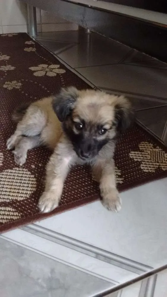 Cachorro ra a Sem raca idade Abaixo de 2 meses nome Belinha