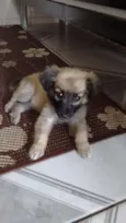 Belinha