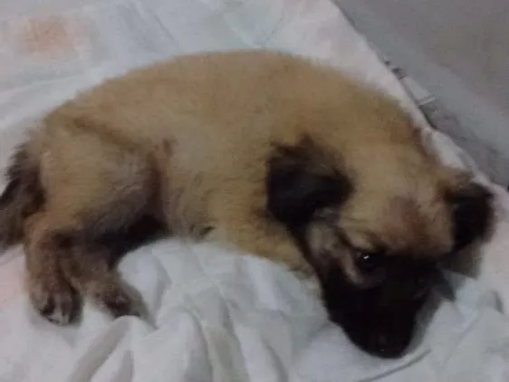 Cachorro ra a Sem raca idade Abaixo de 2 meses nome Belinha