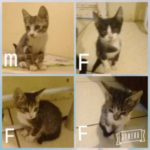 Gato raça Vira lata idade 2 a 6 meses nome Sem nome
