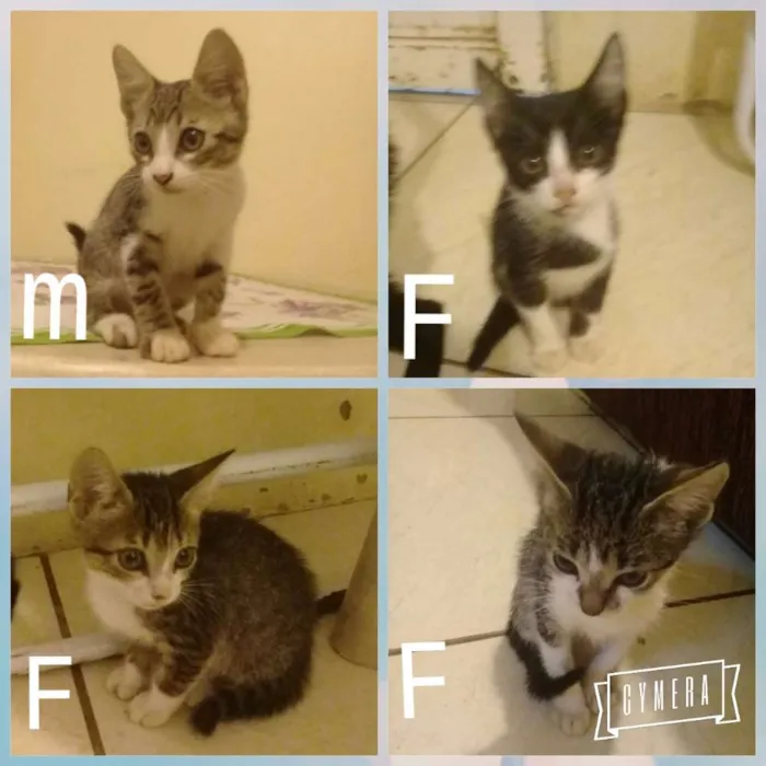Gato ra a Vira lata idade 2 a 6 meses nome Sem nome
