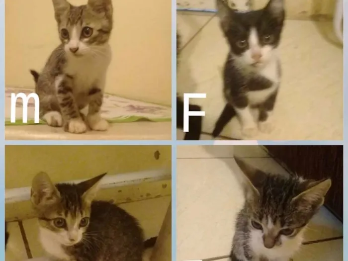 Gato ra a Vira lata idade 2 a 6 meses nome Sem nome
