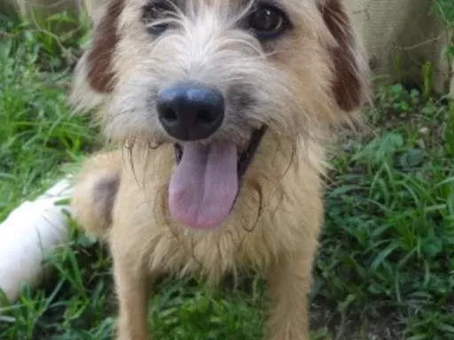 Cachorro ra a SRD idade 3 anos nome HUGO
