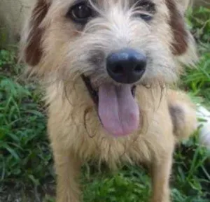 Cachorro raça SRD idade 3 anos nome HUGO