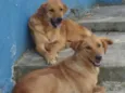 THOR E TOTY