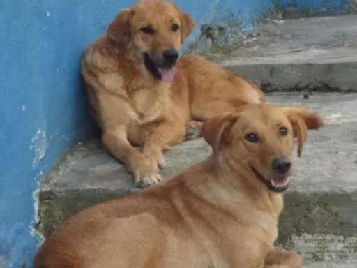 Cachorro ra a SRD idade 3 anos nome THOR E TOTY