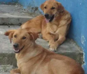 Cachorro raça SRD idade 3 anos nome THOR E TOTY