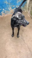 BARÃO