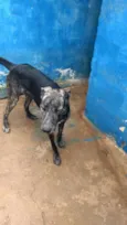 BARÃO