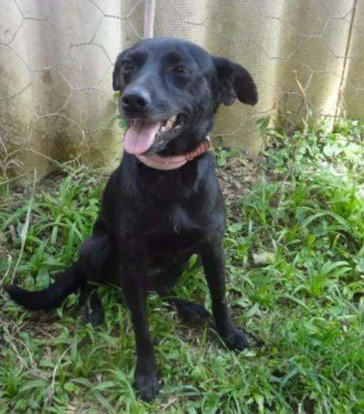 Cachorro ra a SRD idade 2 anos nome CHUCCA