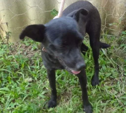 Cachorro ra a SRD idade 2 anos nome CHUCCA