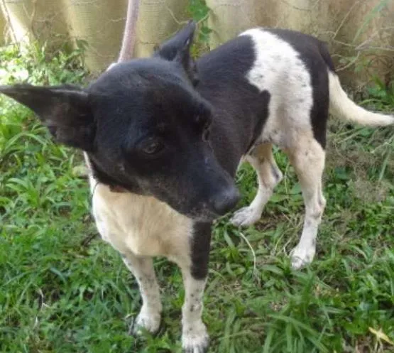 Cachorro ra a SRD idade 2 anos nome GRACE