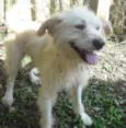 ODDIE