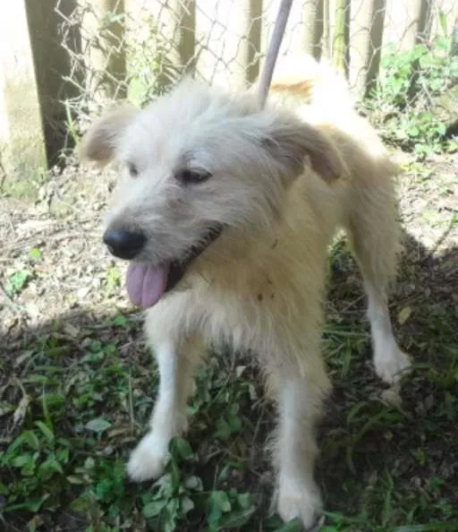 Cachorro ra a SRD idade 2 anos nome ODDIE