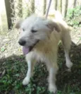 ODDIE