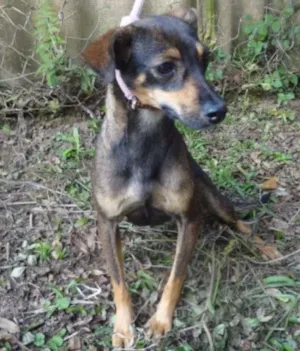 Cachorro raça SRD idade 3 anos nome SALLY