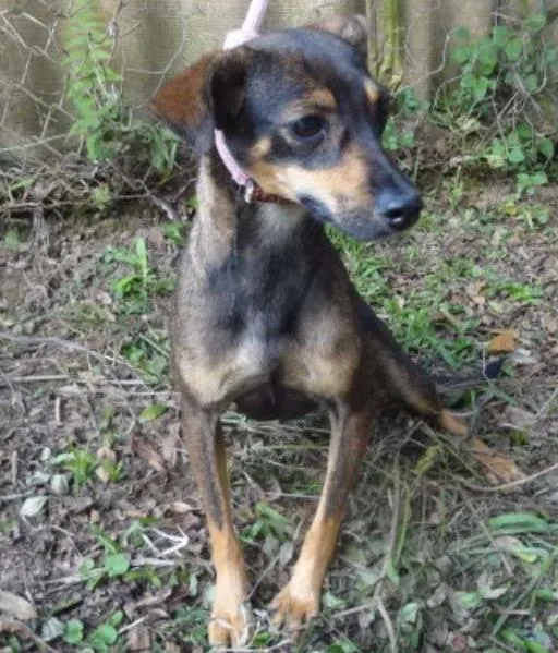 Cachorro ra a SRD idade 3 anos nome SALLY