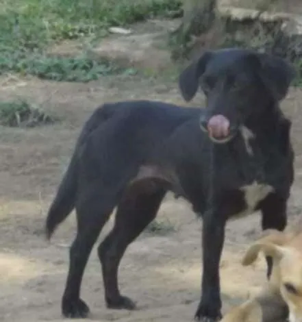 Cachorro ra a SRD idade 1 ano nome SAMIRA
