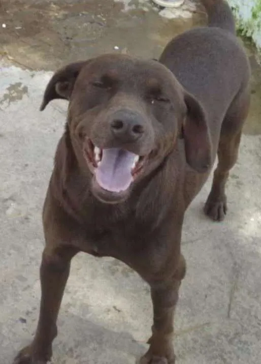 Cachorro ra a SRD idade 2 anos nome CHOQUITO