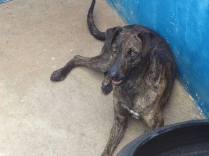Cachorro ra a SRD idade 2 anos nome WOODY