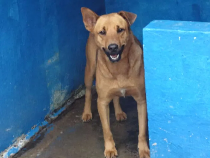 Cachorro ra a SRD idade 2 anos nome ROCKY