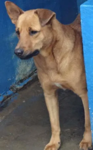 Cachorro raça SRD idade 2 anos nome ROCKY
