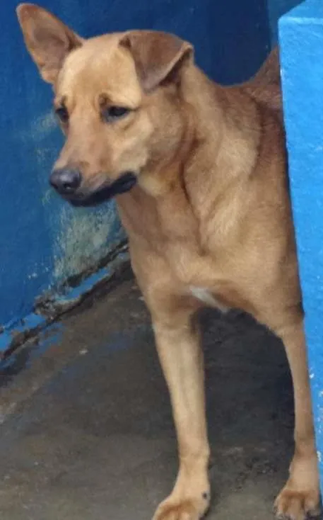 Cachorro ra a SRD idade 2 anos nome ROCKY