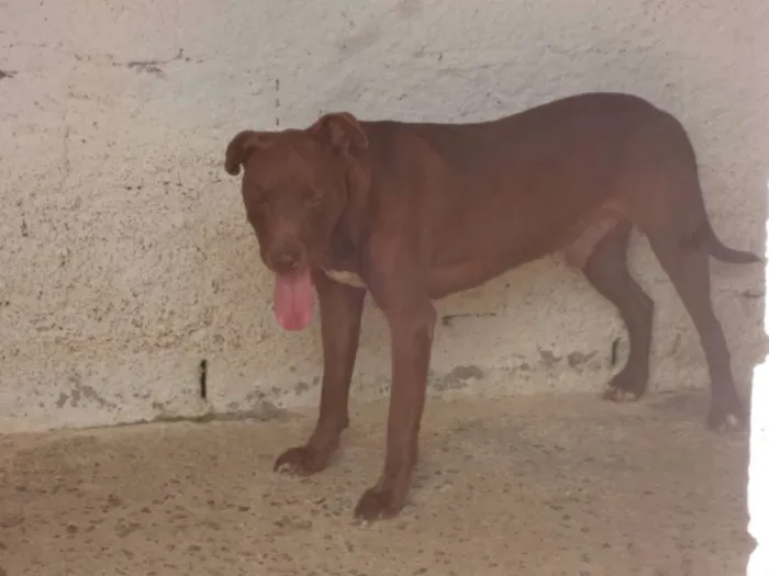 Cachorro ra a SRD idade 3 anos nome LOST