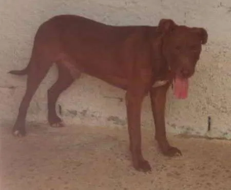 Cachorro ra a SRD idade 3 anos nome LOST