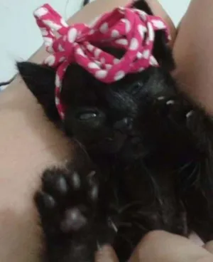 Gato raça SRD idade Abaixo de 2 meses nome ADOTE