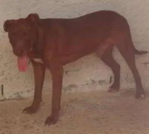 Cachorro raça SRD idade 3 anos nome LOST