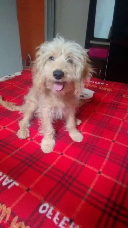 Cachorro ra a indefinida idade 2 a 6 meses nome snoopy