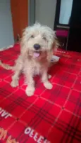 snoopy