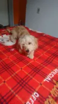 snoopy