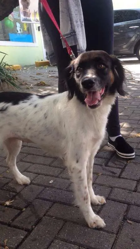 Cachorro ra a SRD idade 2 anos nome Pipoca