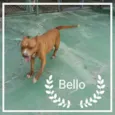 Bello