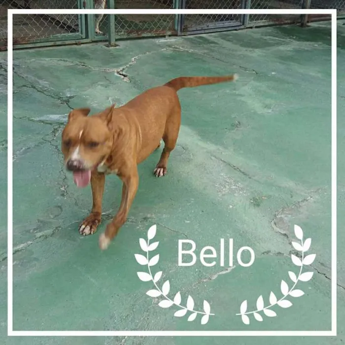 Cachorro ra a Pit Bull idade 6 ou mais anos nome Bello