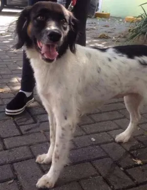 Cachorro raça SRD idade 2 anos nome Pipoca