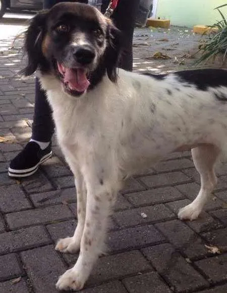 Cachorro ra a SRD idade 2 anos nome Pipoca