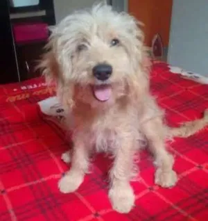 Cachorro raça indefinida idade 2 a 6 meses nome snoopy