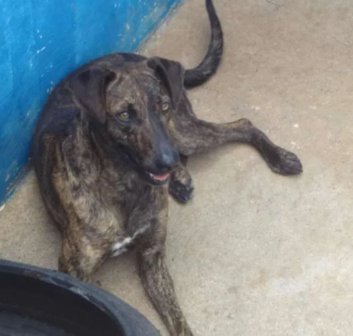 Cachorro ra a SRD idade 2 anos nome WOODY