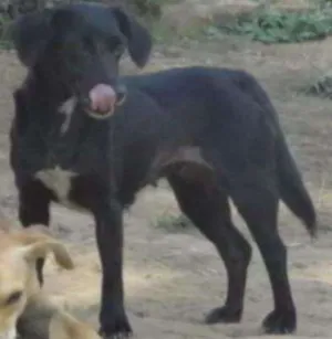 Cachorro raça SRD idade 1 ano nome SAMIRA