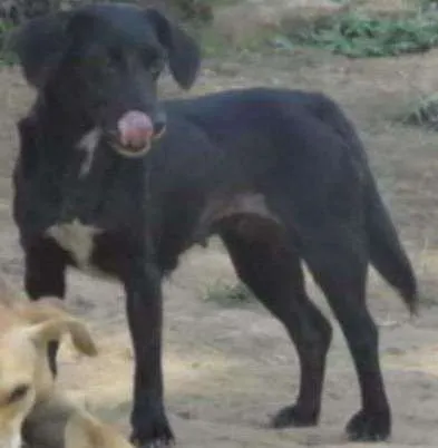 Cachorro ra a SRD idade 1 ano nome SAMIRA