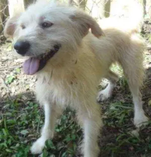 Cachorro raça SRD idade 2 anos nome ODDIE