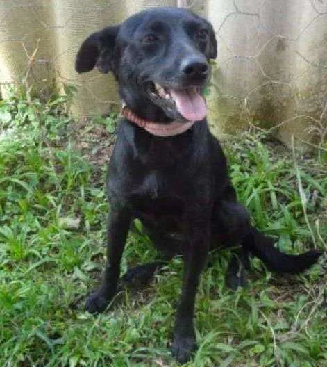 Cachorro ra a SRD idade 2 anos nome CHUCCA