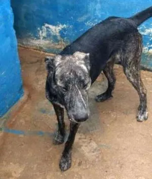 Cachorro raça SRD idade 3 anos nome BARÃO