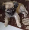 Belinha
